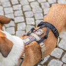 Panik-Adapter Stay für Geschirre,S-M:38-57 cm/15 mm,schwarz