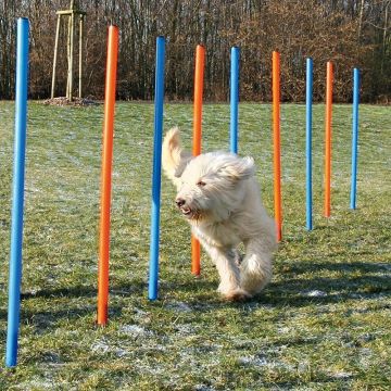 Dog Activity Agility Slalom, 115x3 cm, 12St., blau/orange