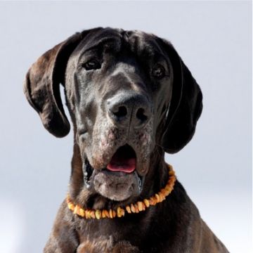 Amberdog Bernsteinkette -Sonne- 50 cm