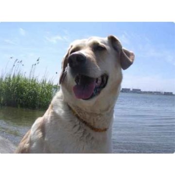 Amberdog Bernsteinkette -Sonne- 40 cm