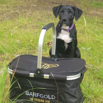 Barfgold Kühlkorb Beutefänger