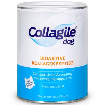Collagile dog