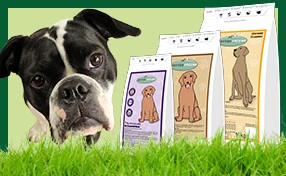 Kopf eines Mops neben Trockenfutterprodukten
